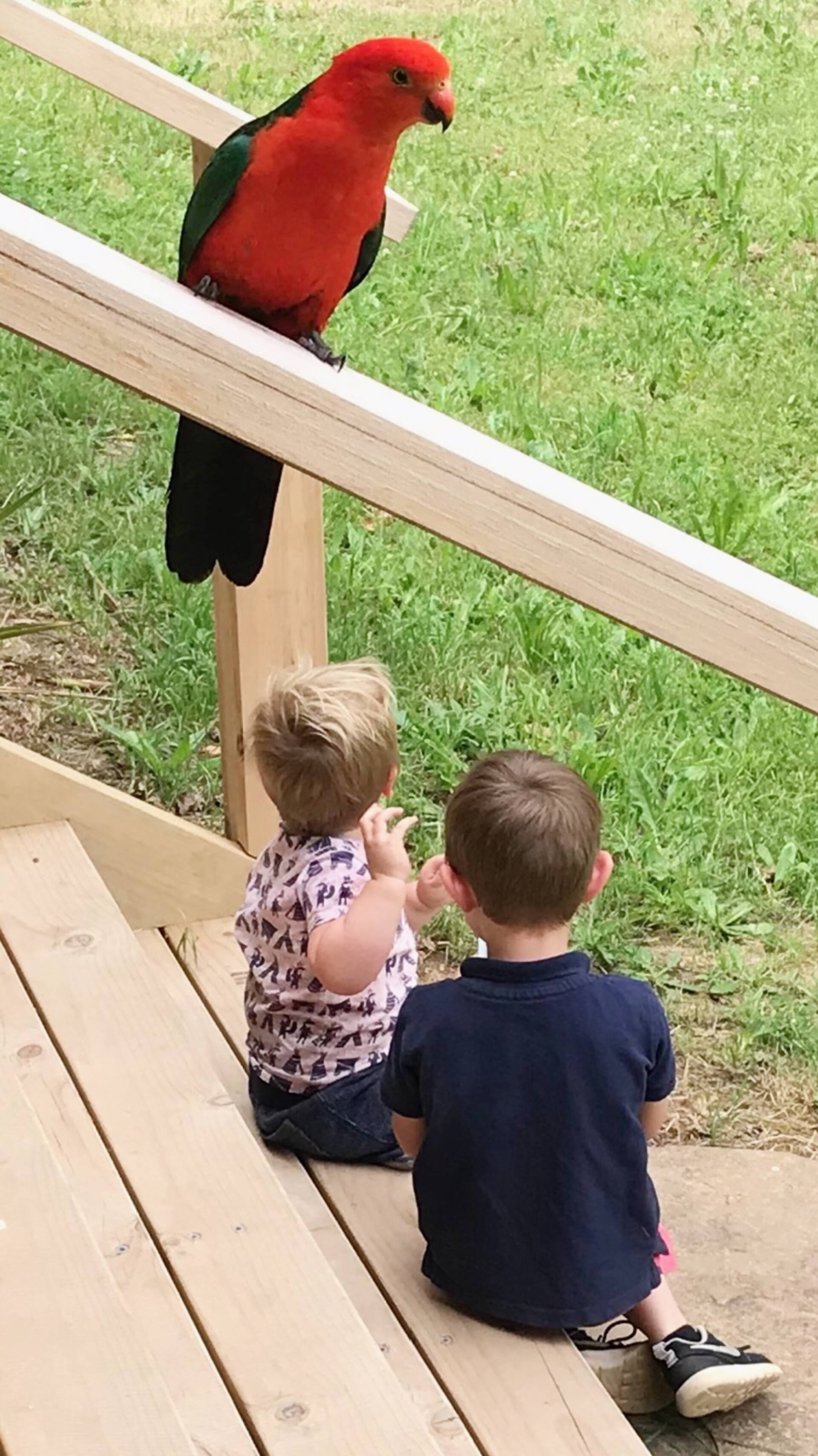 King parrots with the kids