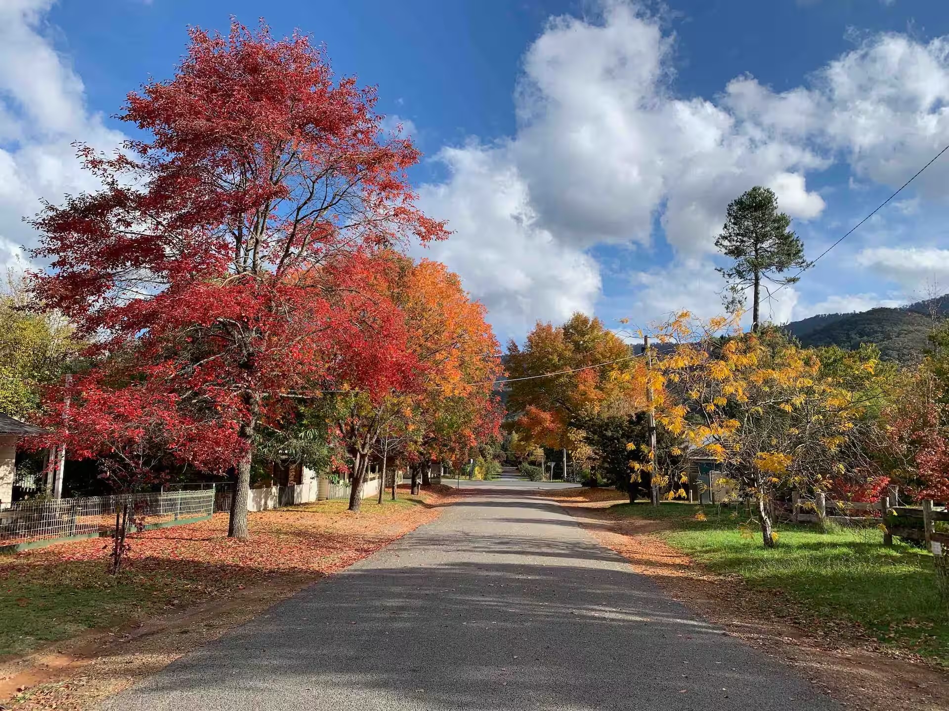 The street in autumn